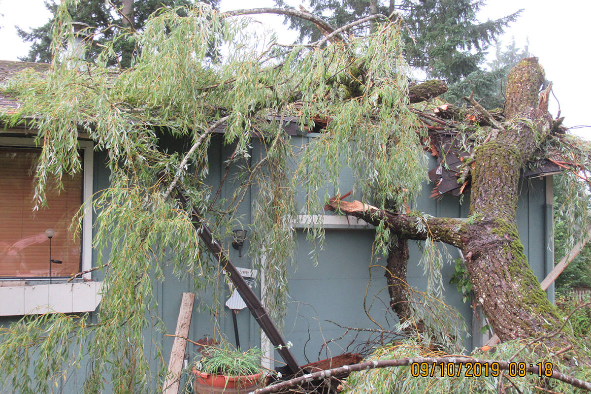 Fall storm proves preventive tree care is key