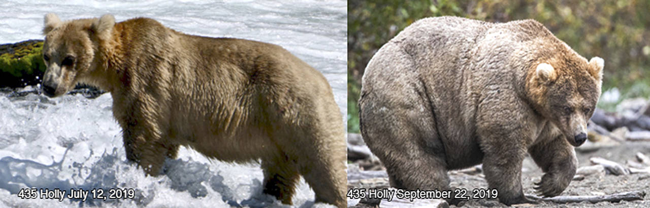 Brown bear 435 Hollys remarkable summer expansion has made her a strong contender in Katmai National Parks annual Fat Bear Week contest. (NPS Photo/N. Boak; NPS Photo/ L. Carter)
