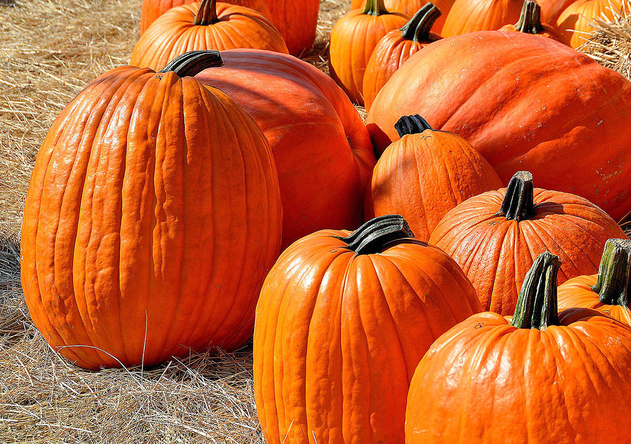 Pumpkin festivals are under way at a number of Snohomish area farms through Oct. 31, and in Monroe there’s a farm festival this weekend. (Herald file)
