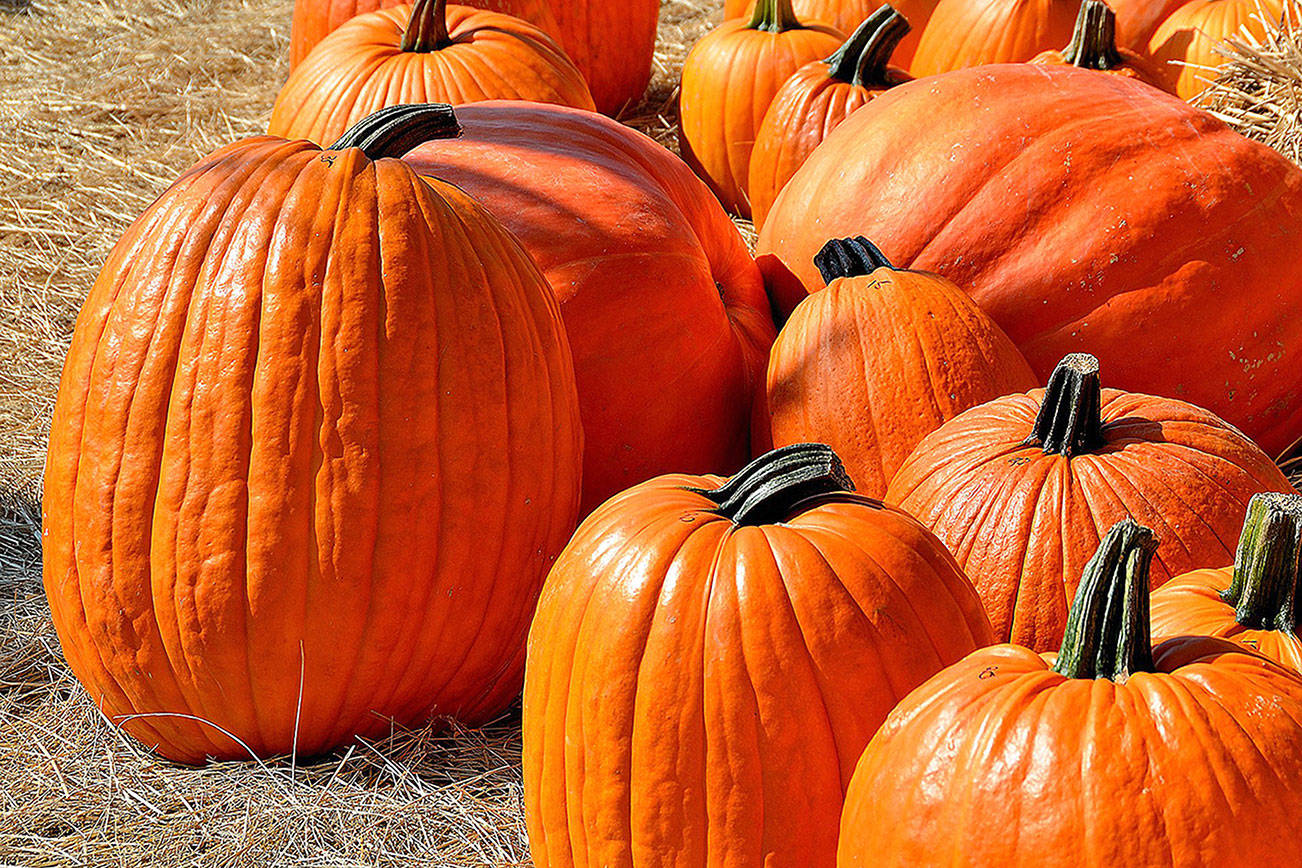 Family and kid-friendly events around Snohomish County