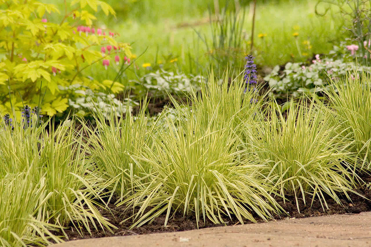 This variegated purple moor grass works well in mass plantings or as a specimen in the garden. (Richie Steffen)