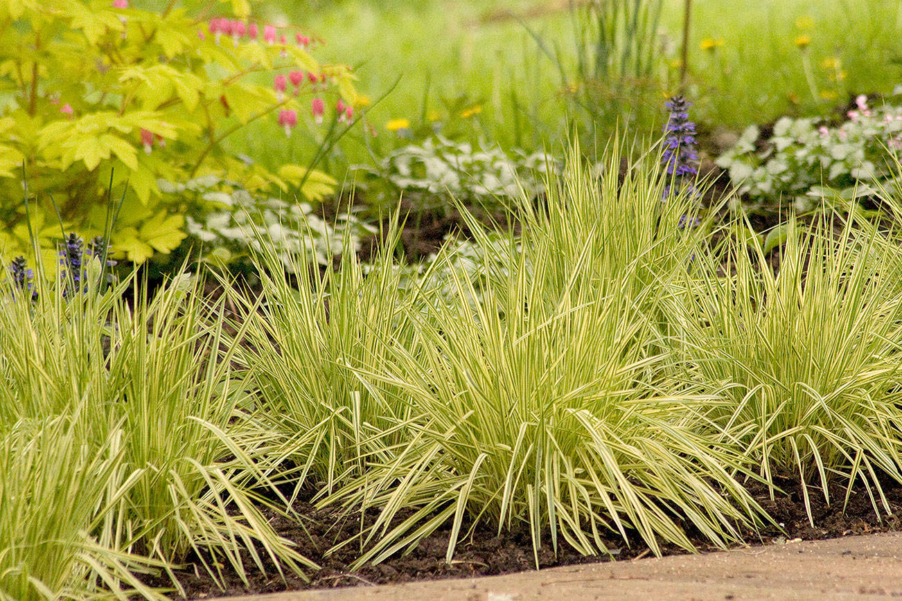 Great Plant Pick: Molinia caerulea ssp. caerulea ‘Variegata’