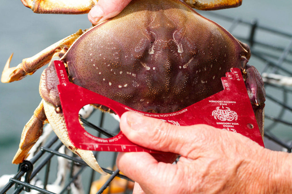 Crabbers can keep only hard shell and male Dungeness crab that are at least 6.25 inches wide at the carapace. (Photo by Mike Benbow)
