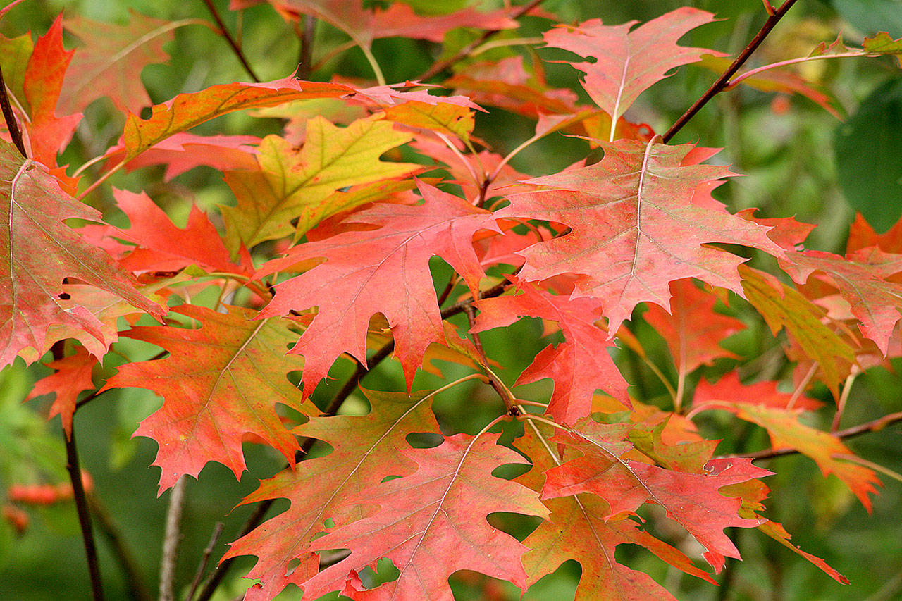Richie Steffen                                Red oak has a beautiful structure that is impressive year-round. In fall, the leaves turn a rich red.