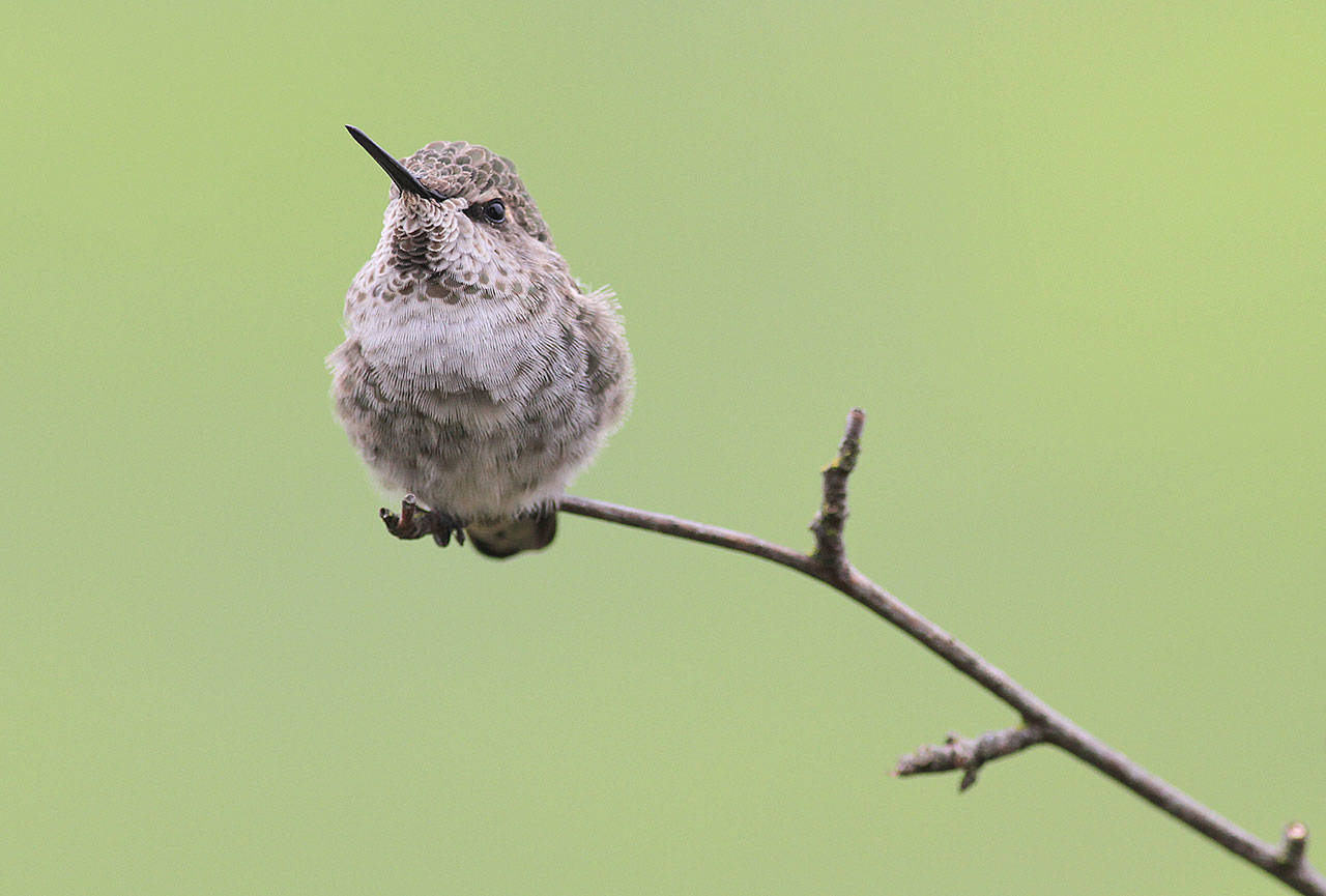 Hummingbirds could be driven entirely from the Inland Northwest by 2050. (Mike Benbow)