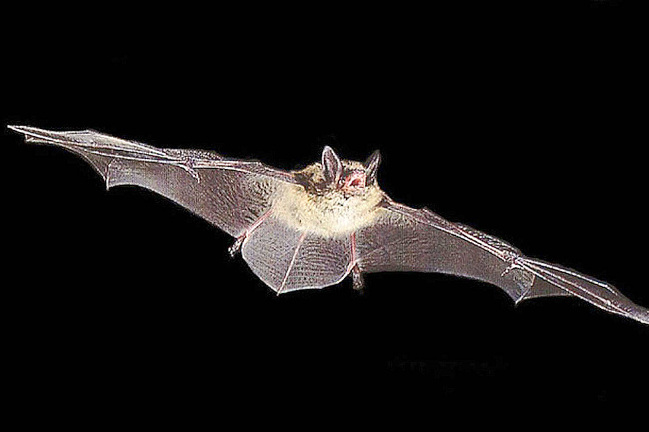 Barbara Ogaard, aka The Bat Lady, of the Sarvey Wildlife Rehabilitation Center and Bats Northwest will talk about the mysterious world of bats Oct. 18 at the Northwest Stream Center in Everett. (Sarvey Wildlife Rehabilitation Center)