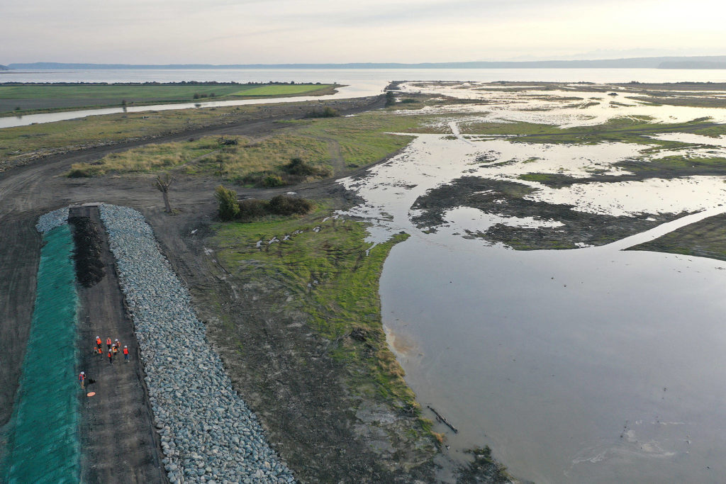 A berm (lower left) now protects the Stillaguamish River and Stanwood after the removal of levees and dikes along Leque Island (right), which was inundated with saltwater on Monday for the first time in more than a century. (Chuck Taylor / The Herald)
