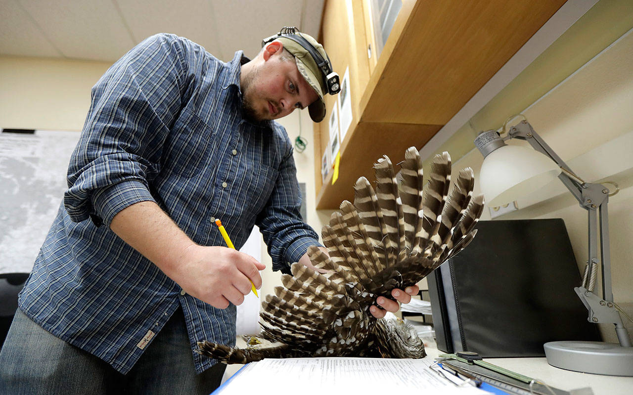 Wildlife technician Jordan Hazan records data in a lab in Corvallis, Oregon, from a male barred owl he shot earlier in the night. The owl was killed as part of a controversial experiment by the U.S. government to test whether the northern spotted owl’s rapid decline in the Pacific Northwest can be stopped by killing its larger and more aggressive East Coast cousin, the barred owl, which now outnumber spotted owls in many areas of the native bird’s historic range. (AP Photo/Ted S. Warren)