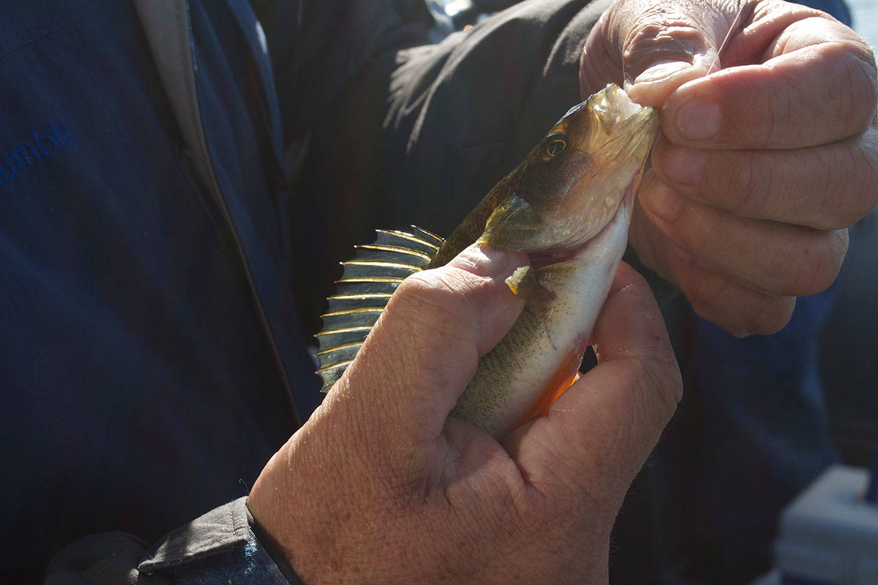 Lake Washington has large schools of perch that can be fun to catch. (Mike Benbow photo)
