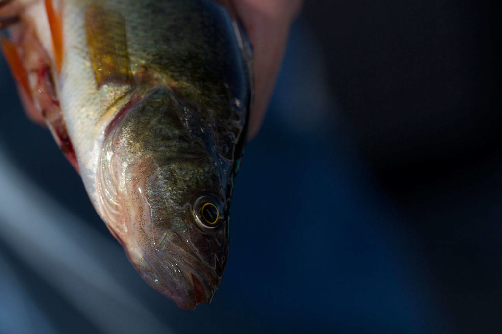 A strip of flesh from a perch can be used as bait to catch more perch. (Mike Benbow photo)
