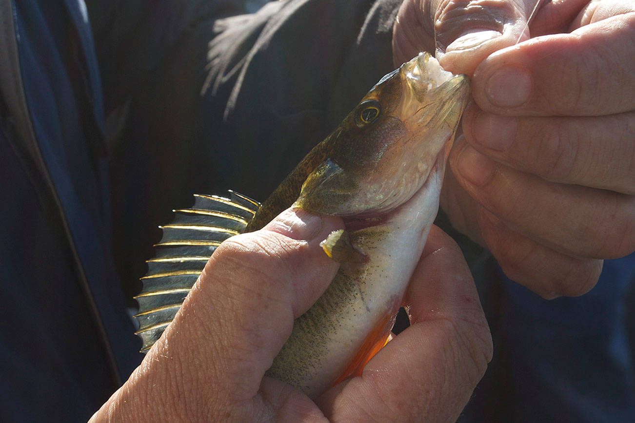 A day reeling in a mess of perch is good for the soul