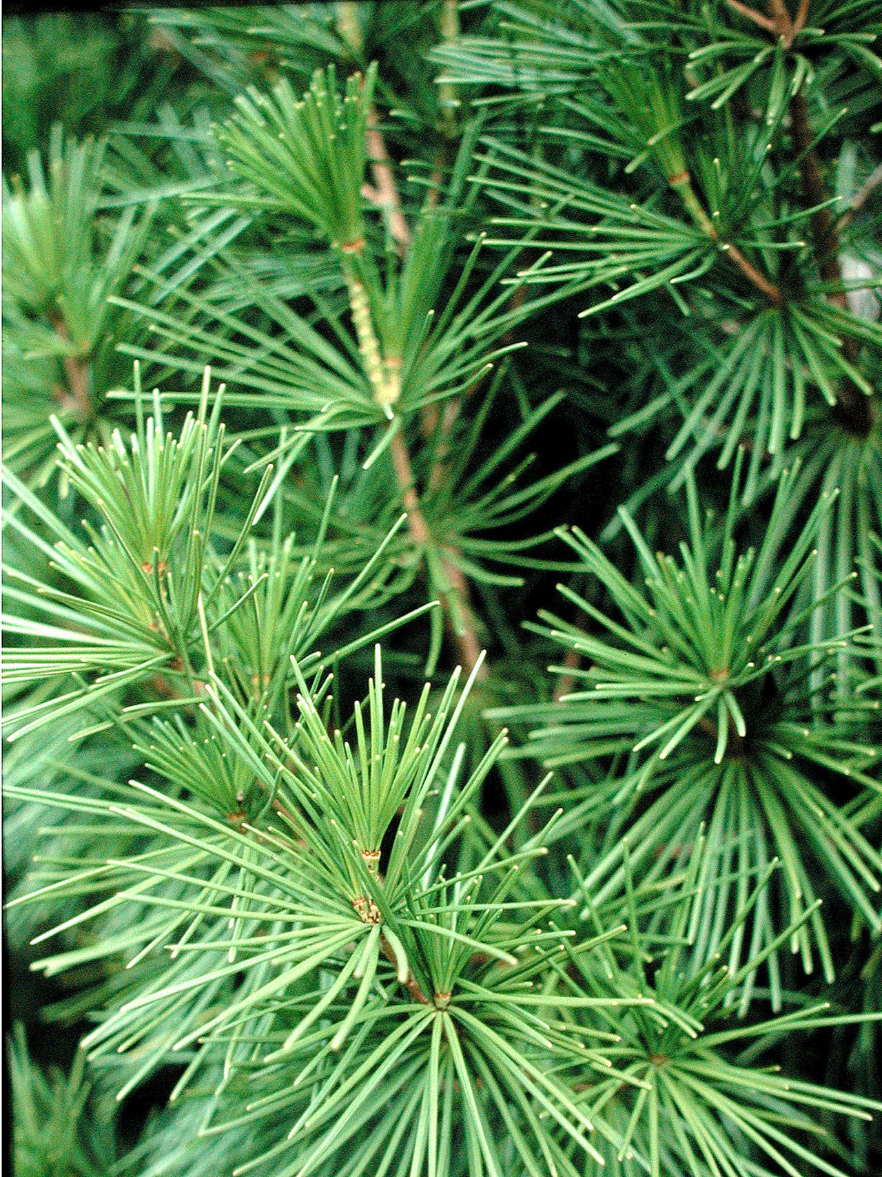 Despite its common name, Japanese umbrella pine is not a true pine. (Richie Steffen)