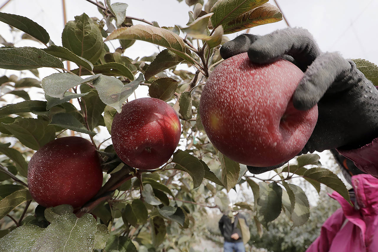 A Cosmic Crisp apple, partially coated with a white kaolin clay to protect it from sunburn, is picked at an orchard in Wapato on Oct. 15. (AP Photo/Elaine Thompson)