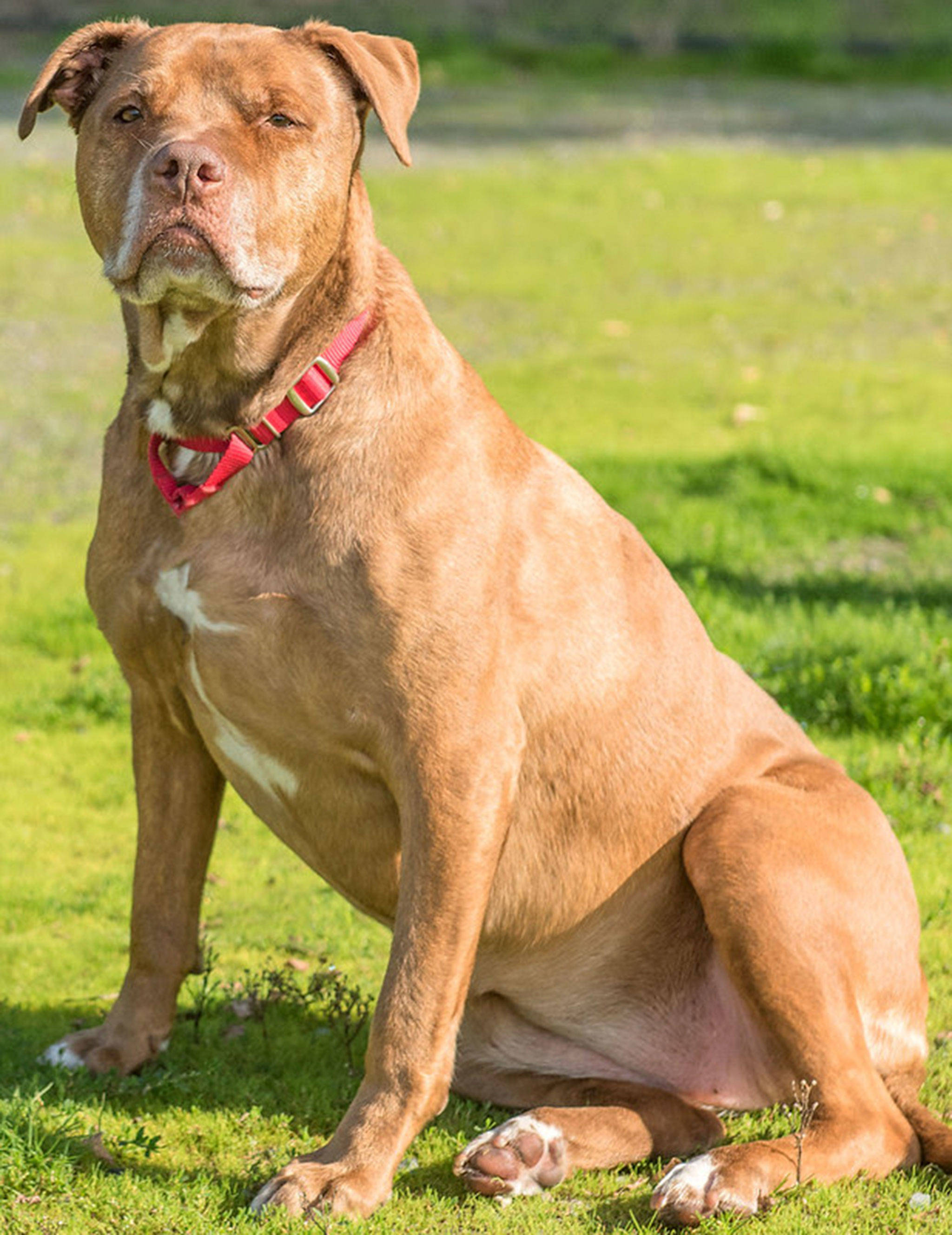 Bella is a sweet girl who has so much love to give. She is longing for a family that will be committed to helping her lose a little weight so that she can be in the best shape of her life. She loves going for walks, playing ball or just lounging in the sun. Bella deserves to be a beloved family member. When she finds a family that loves her unconditionally she will pay them back with wet, sloppy kisses. Bella isn’t ready to share her home with other dogs and cats so a home without other animals will be required. Bella is 8 years old and weighs 83 pounds. Bella has probable previous partial or full cruciate ruptures that have stabilized some at this point with scar tissue. Bella does not have an ear canal opening in her left ear. She will need a family committed to regular ear cleaning in both ears. (Curt Story/Everett Animal Shelter)
