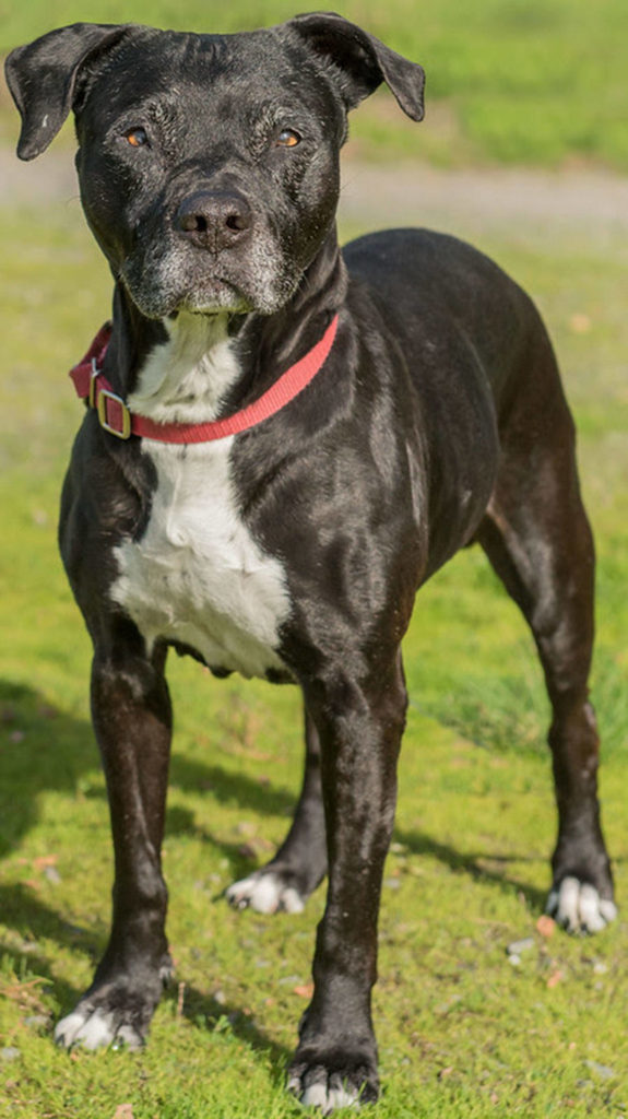 Lola is an adorable 13 year old girl who is a puppy at heart. She is always ready to go for walks and if her people just want to lounge around on the couch then she is OK with that too. Lola is a lover of all people and people love her right back. This special girl has decided that at this time in her life she would like to be someone’s one and only and we are going to help her find that. Lola will need a home without other dogs and cats. If you would like a friend for life then Lola is the girl for you! Lola weighs 59 pounds. (Curt Story/Everett Animal Shelter)
