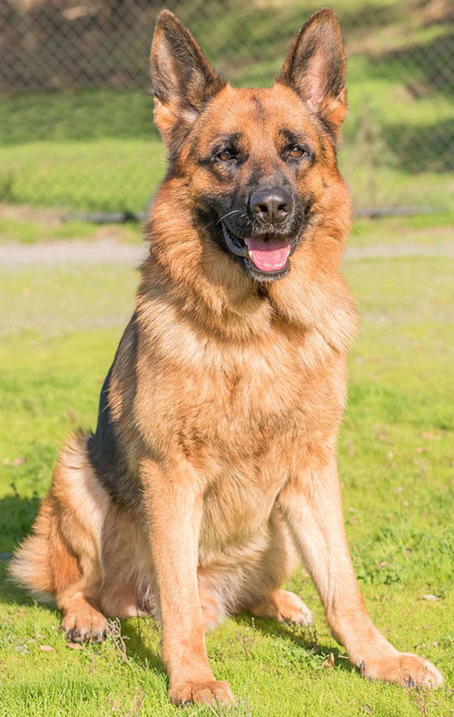 Rex is a very handsome boy looking for his forever home! This guy will make a loyal companion for someone who is ready to put the work in. He has lived with a female dog and will need a meet and greet with any resident canines prior to adoption. Rex does chase cats so will need a feline free home. Rex is not suited for apartment living and would like his own fenced yard. Rex has been bounced around a bit and will need a home with someone home more often than not to help him with his anxiety.
