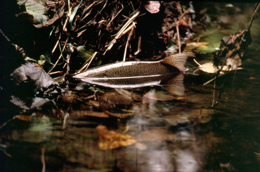 A large coho salmon rests in a shallow North Creek pool near the Northwest Stream Center near McCollum Park in Everett. (Tom Murdoch / Northwest Stream Center)
