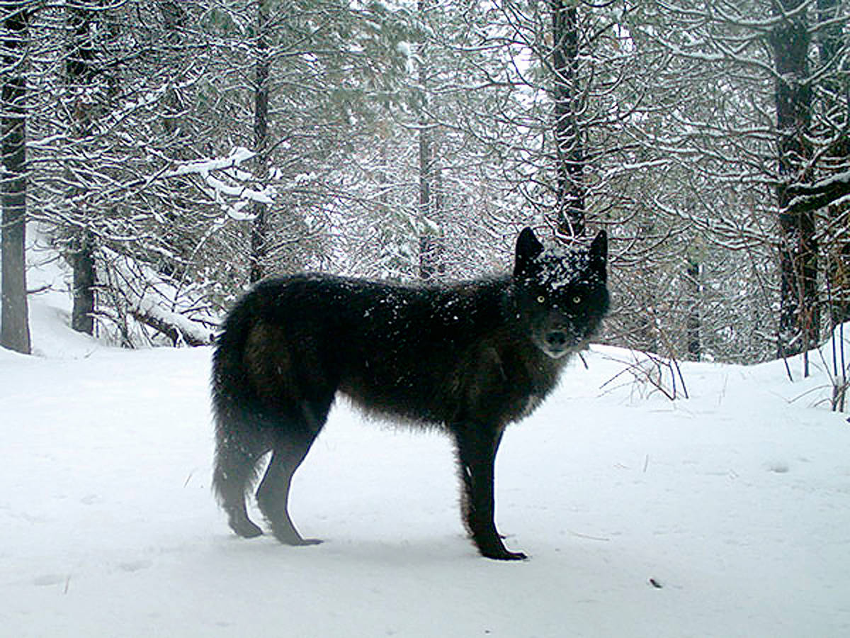 This 2017 photo shows a gray wolf in Oregon’s northern Wallowa County. Washington Gov. Jay Inslee is seeking changes in how his state deals with problem wolves in Ferry County, in an effort to reduce the number of gray wolves that are being killed. (Oregon Department of Fish and Wildlife via AP, File)