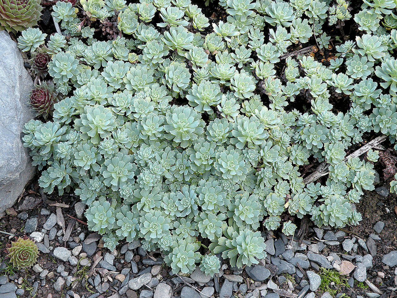 Afghani sedum is a groundcover plant that grows best in full sun and sandy soils. (Rick Peterson)