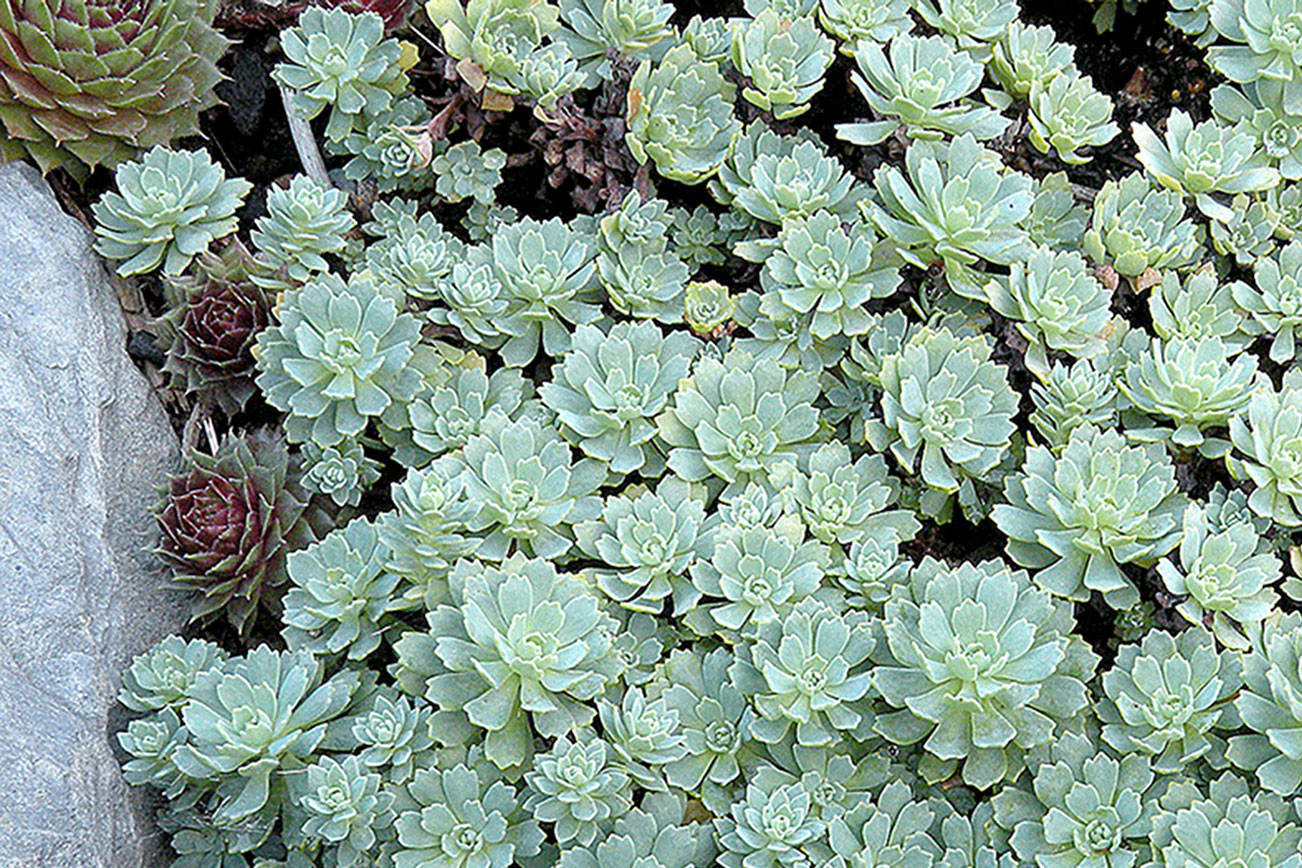Great Plant Pick: Rhodiola pachyclados, Afghani sedum