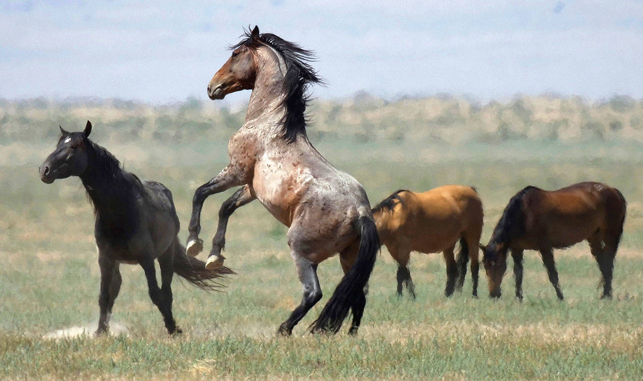 A wild horse jumps among others on Bureau of Land Management land near Salt Lake City in 2018. Congressional Democrats are demanding the Interior Department produce an overdue report on plans to manage wild horses roaming federal lands in the West after the head of its public lands agency told reporters it will take $5 billion and 15 years to get overpopulated herds under control. (AP Photo/Rick Bowmer, File)
