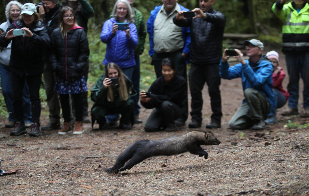 Stan, one of eight fishers released back into the woods, runs past guests at the Buck Creek Campground in the Mount Baker-Snoqualmie National Forest on Oct. 24. (Andy Bronson / The Herald)
