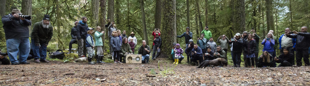 Over 50 people watch and record as eight fishers, members of the weasel family, are released at the Buck Creek Campground in the Mount Baker-Snoqualmie National Forest on Oct. (Andy Bronson / The Herald)
