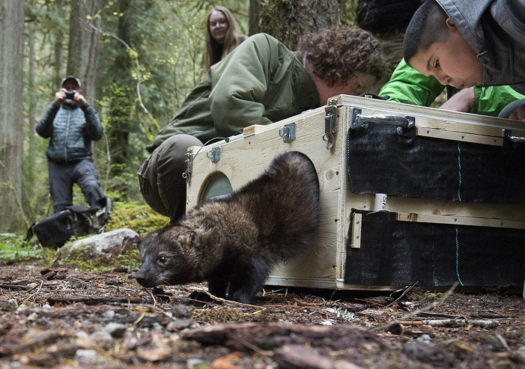 Zack Blanco, of Darrington, blows air into a box to get a fisher to run out and into the forest on Oct. 24 in the Mount Baker-Snoqualmie National Forest. (Andy Bronson / The Herald)
