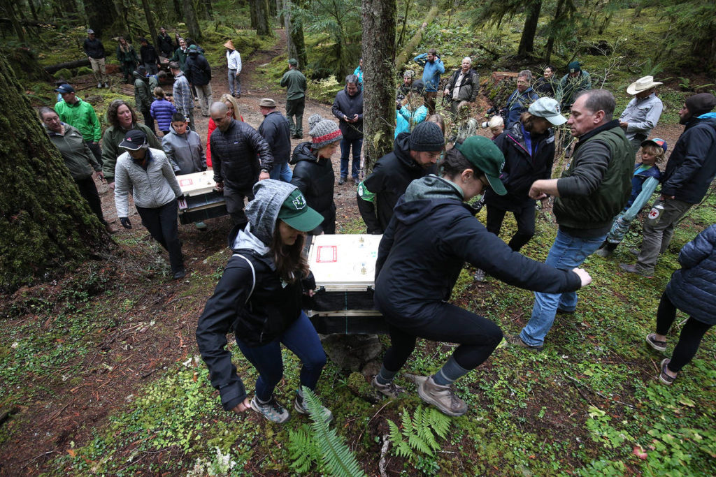 Eight fishers, held in special boxes, are moved into position before the animals are released into the Mount Baker-Snoqualmie National Forest Oct. 24. (Andy Bronson / The Herald)
