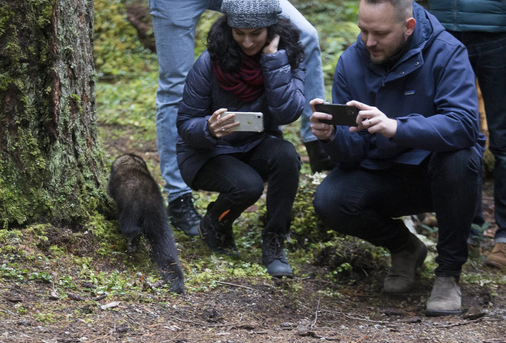 Faster than they can turn, a fisher runs past Lisa Galvan and Dennis Tuzinovic as they record the release of eight fishers, members of the weasel family, into the Mount Baker-Snoqualmie National Forest on Oct. 24. (Andy Bronson / The Herald)
