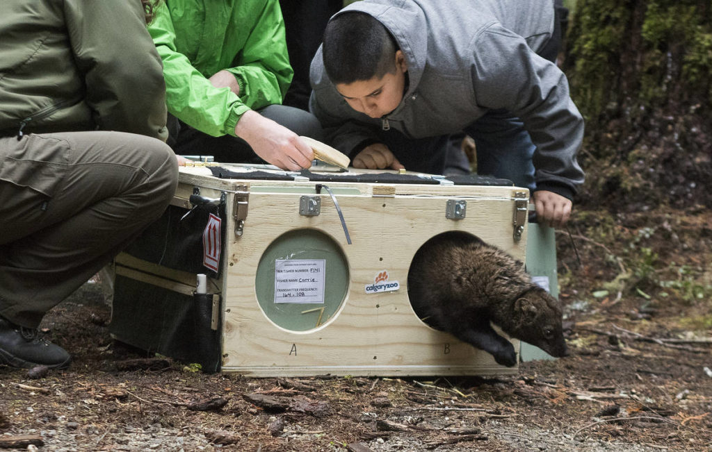 Zack Blanco, of Darrington, blows air into a box to get a fisher to run out and into the forest on Oct. 24 in the Mount Baker-Snoqualmie National Forest. (Andy Bronson / The Herald)
