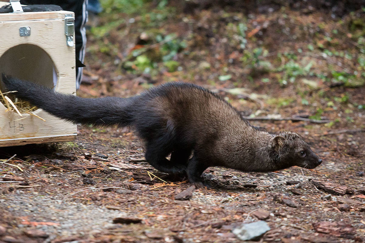 A fisher, a member of the weasel family, bolts for the forest as it is released at the Buck Creek Campground in the Mount Baker-Snoqualmie National Forest on Oct. 24. Local, state and federal agencies hope to reintroduce the animals into the North Cascades. (Andy Bronson / The Herald)