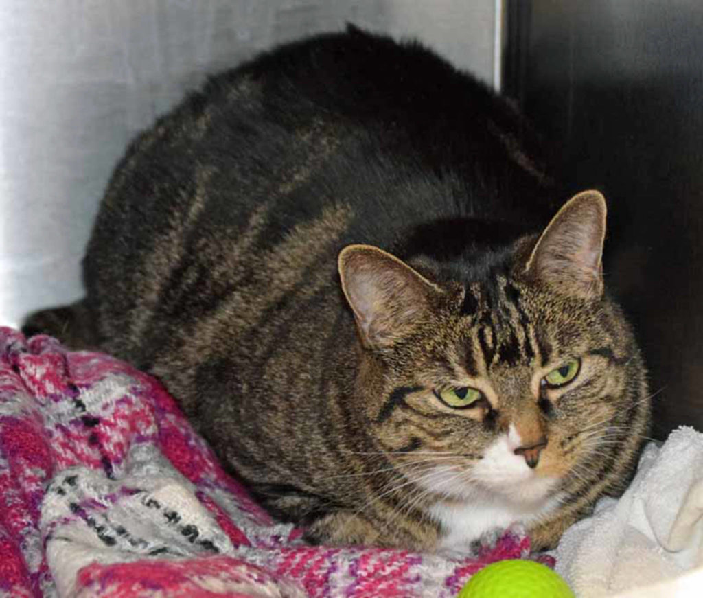 Sweet and shy Ella’s family moved away and couldn’t take her along. She’s been declawed so she’ll need to continue to be an indoor only kitty. Her former owners had this to say about Ella: “She likes to talk to you and she will only hop on the bath counter to get a drink, doesn’t hop on other counters. She LOVES snuggling!” (Arleigh Movitz/Everett Animal Shelter)
