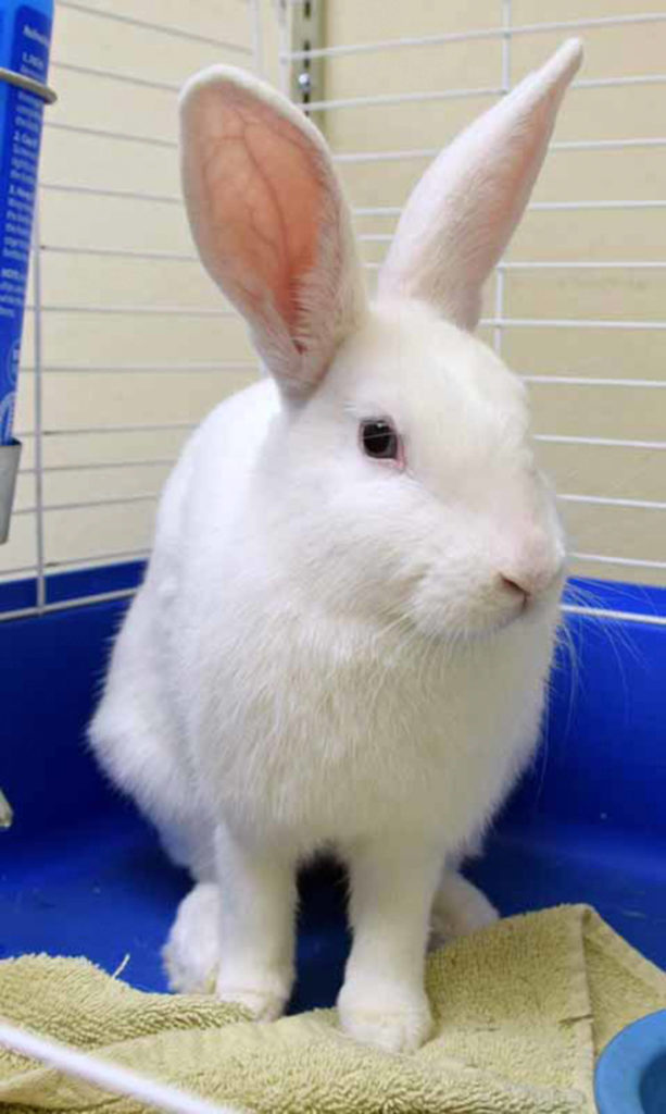 Hoppity was found outside, all on her own. She’s lucky someone rescued her before she got into danger! Hoppity will live happily indoors as long as she has daily supervised playtime outside her cage. Hoppity is still litter box training. She loves to eat lots of timothy hay every day and an occasional small carrot is nice, too. Hoppity will need a slow introduction to any resident animals or prefer to be the only rabbit in your life. (Arleigh Movitz/Everett Animal Shelter)
