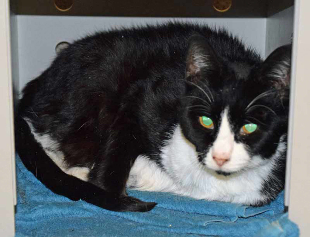 Lena is a calm and friendly cat in her golden years. She seems to get along with other calm cats and would do best in a peaceful environment where there’s a regular routine and the activity level is low. Lena likes to be scratched under the chin and enjoys rolling around on catnip toys! (Arleigh Movitz/Everett Animal Shelter)
