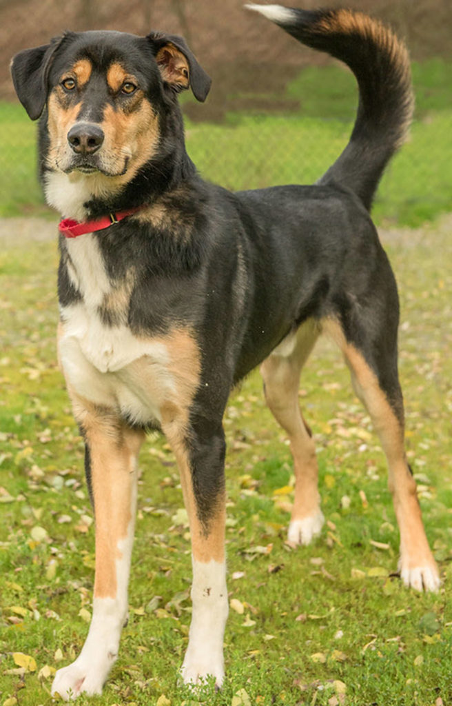 Prince is a super handsome guy looking for his forever family! He has lived with another dog and kids over 10 years old. He cannot live with cat or small animals. Prince is a very active dog and will need daily mental and physical activity. He will need a meet and greet with any resident canines prior to going home. Prince is in need of positive reinforcement training to get him on the road to becoming a good canine citizen. (Curt Story/Everett Animal Shelter)
