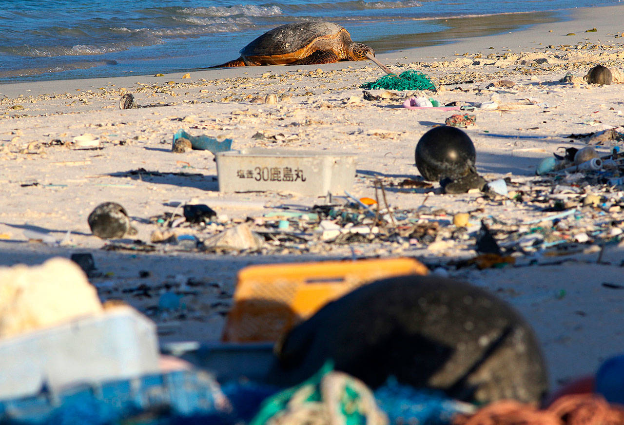 A green sea turtle rests on the beach among marine debris on Midway Atoll in the Northwestern Hawaiian Islands. (AP Photo/Caleb Jones)
