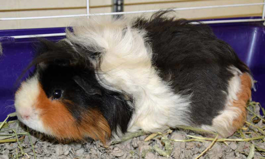 Bonnie and Cylde are a bonded pair of male guinea pigs looking for a loving home that can provide lots of daily exercise and enrichment. Guinea Pigs are grazing animals, in captivity they require fresh green grass, hay, fresh fruit and vegetables and grain for their staple diet. (Arleigh Movitz/Everett Animal Shelter)
