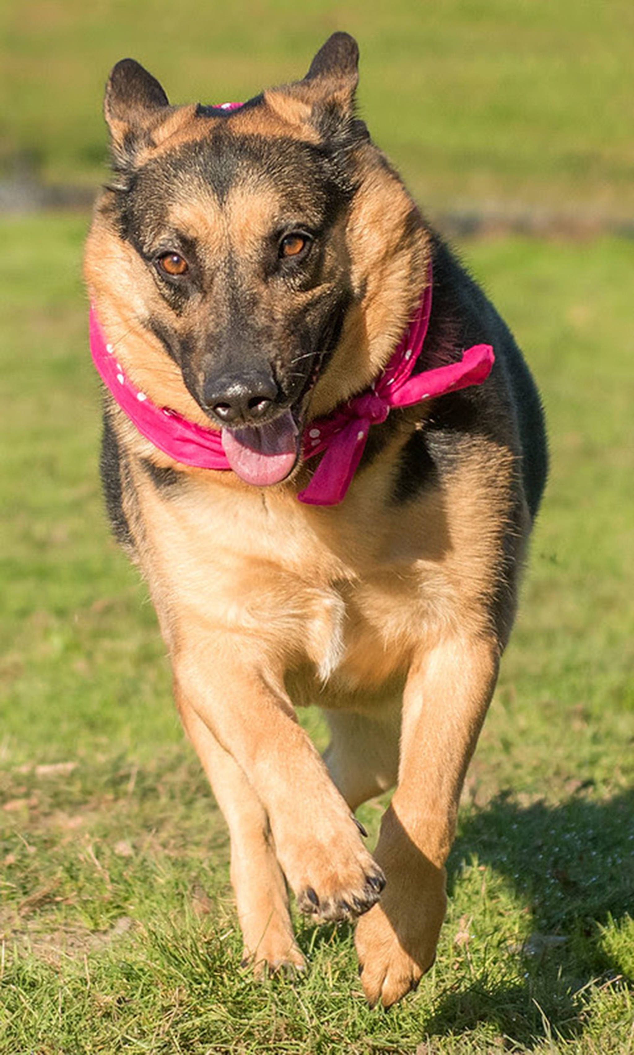 Callie is a fun Shepherd mix looking for an adult only home! She is a quick learner and really aims to please people. Callie is a bit overweight, and will need plenty of daily exercise and secure fenced yard. Callie will need a meet and greet with any resident dogs and a feline free home. Callie is looking for a home that is familiar with reactive dogs. In a home, she becomes protective of her people and quickly becomes attached to her owners. She will need to start a behavior modification program right away. She cannot be around new people or have visitors over to her home until the protective behavior has been corrected. (Curt Story/Everett Animal Shelter)