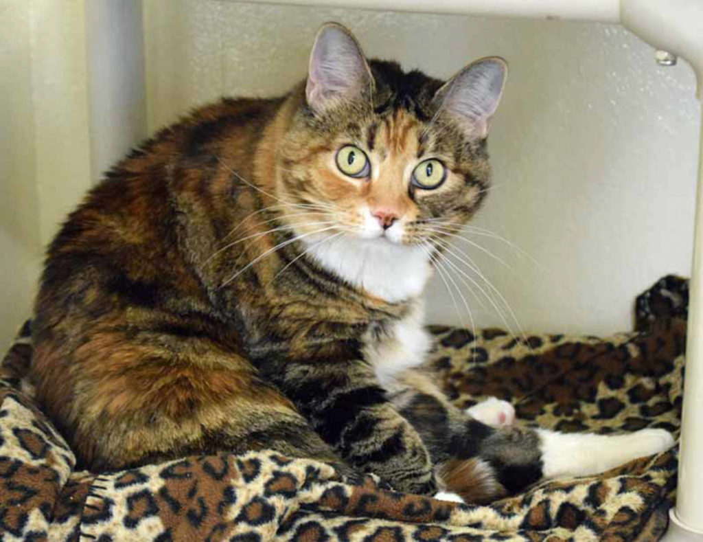 7 year old Ginger and Nathasha are best buddies. Ginger is known as a Torbie. Part Tortoiseshell and part Tabby. The best of both worlds! They would like to be adopted together but it is not necessary. (Arleigh Movitz/Everett Animal Shelter)
