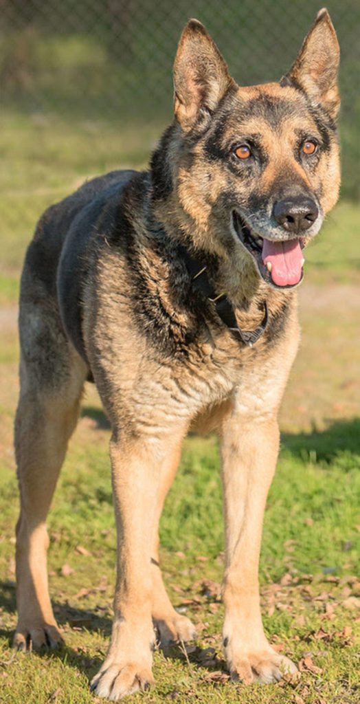 Gorby is a set in his way kinda guy. He will need an adult home and a meet and greet with any resident dogs. He would benefit from a home with shepherd experience. Gorby will need a patient home willing to give him time and figure out what he likes and what he doesn’t. Feline free home please. (Curt Story/Everett Animal Shelter)
