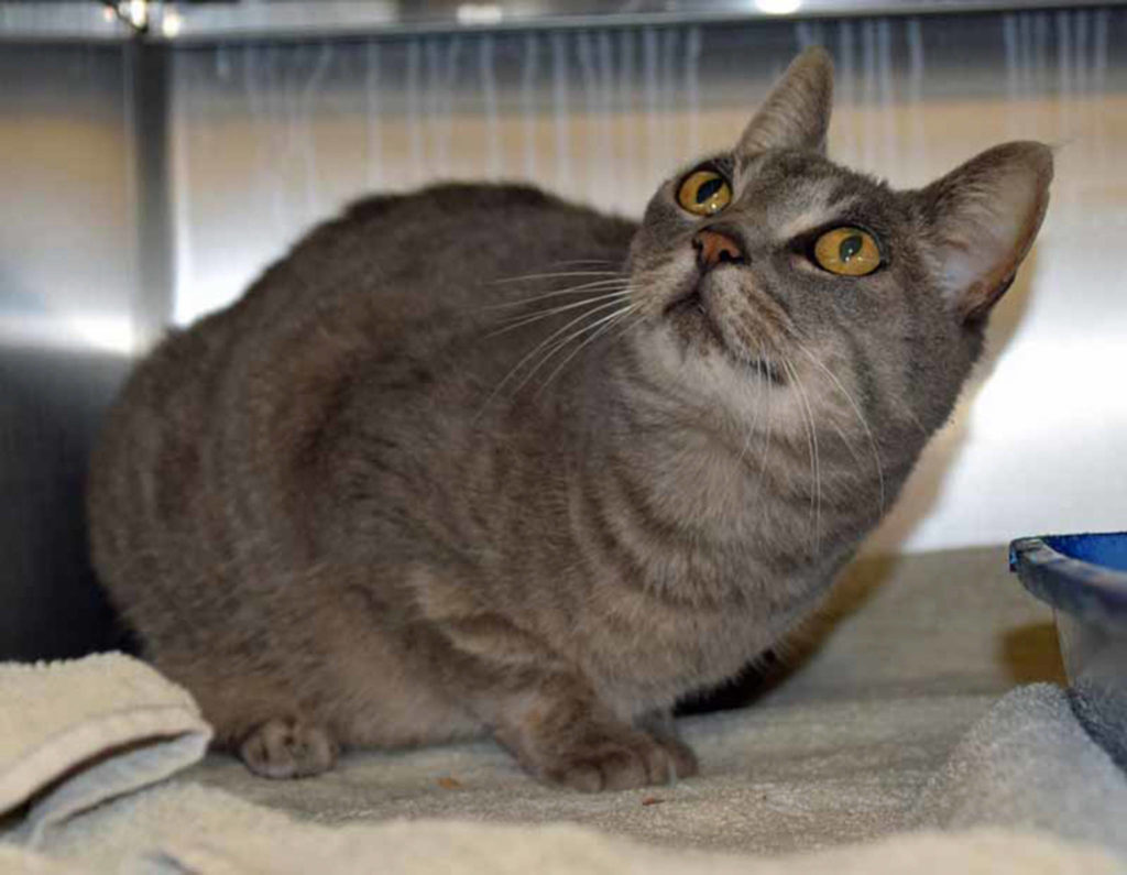 Hello, I’m Holly! I was named for the famous singer, Buddy Holly. Here’s a little about me: I can be afraid of strangers until I get to know them. I like it when people sit quietly; I will come over and sit in your lap or next to you. I have not lived with kids as my former family were an older couple. When it is warm out I enjoy sitting in the window. I like to act like a kitten when it comes to playing with yarn. (But I do need to be watched closely so I do not eat it). (Arleigh Movitz/Everett Animal Shelter)
