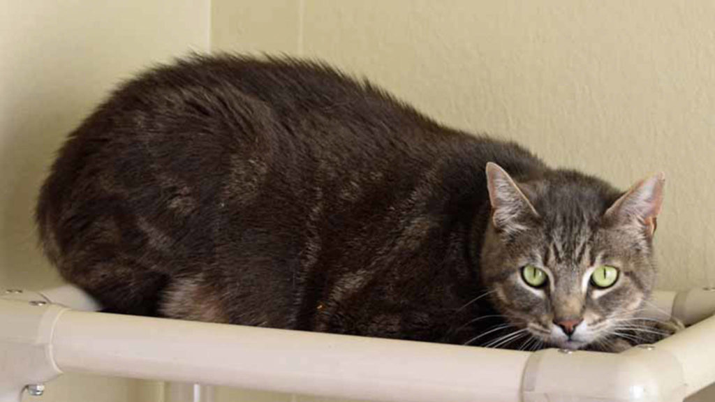 Like social cats with big personality? Juju is your man! He absolutely loves the company of people and has lived well with other cats. He enjoys wet food, cat nip and warm laps! (Arleigh Movitz/Everett Animal Shelter)
