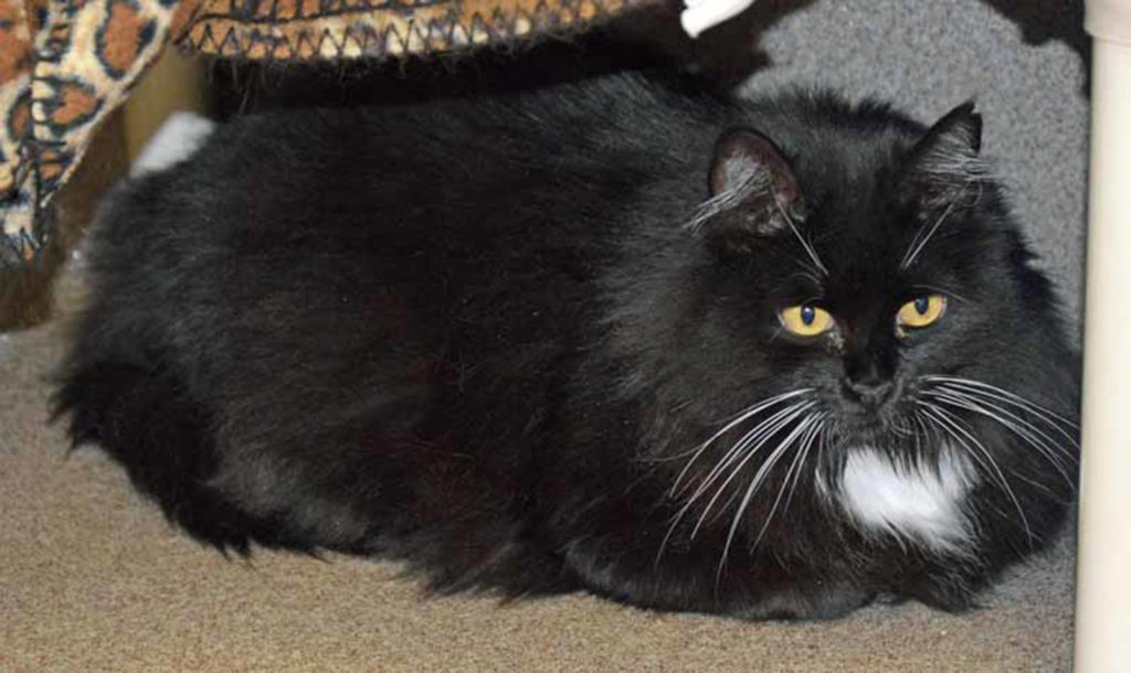 Nathasha and her best friend Ginger would love to be adopted together, but it is not a requirement. Nathasha is 4 years old and a bigger girl weighing in at just over 14 lbs! Come meet this dynamic duo today! (Arleigh Movitz/Everett Animal Shelter)
