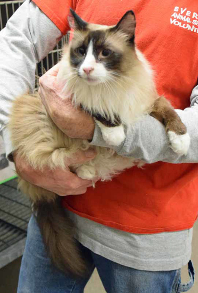 7 year old Zoie is a playful gal. This 12 pounder is a Siamese/Snowshoe mix. Her beauty will be enhanced by daily brushing. She is looking for a quiet, dog free home. (Arleigh Movitz/Everett Animal Shelter)
