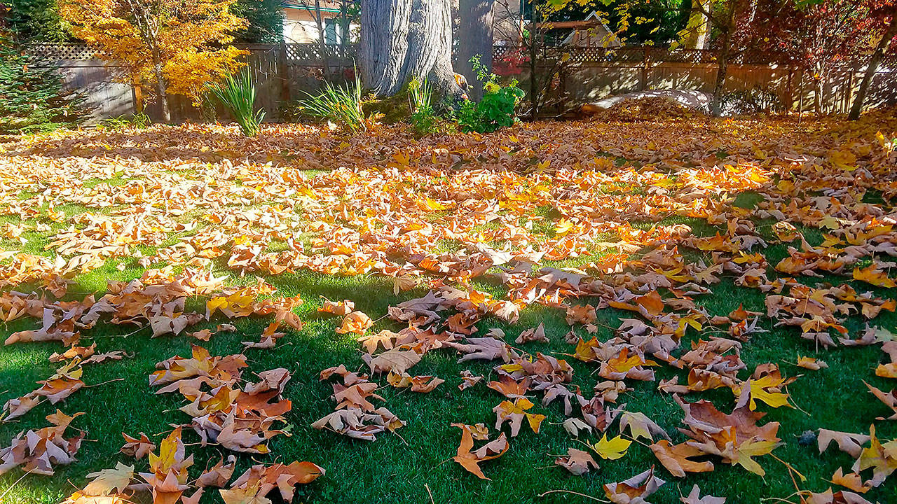 Trees, like teenagers, are handsome, strong and will dump on you if they feel like it. (Jennifer Bardsley)