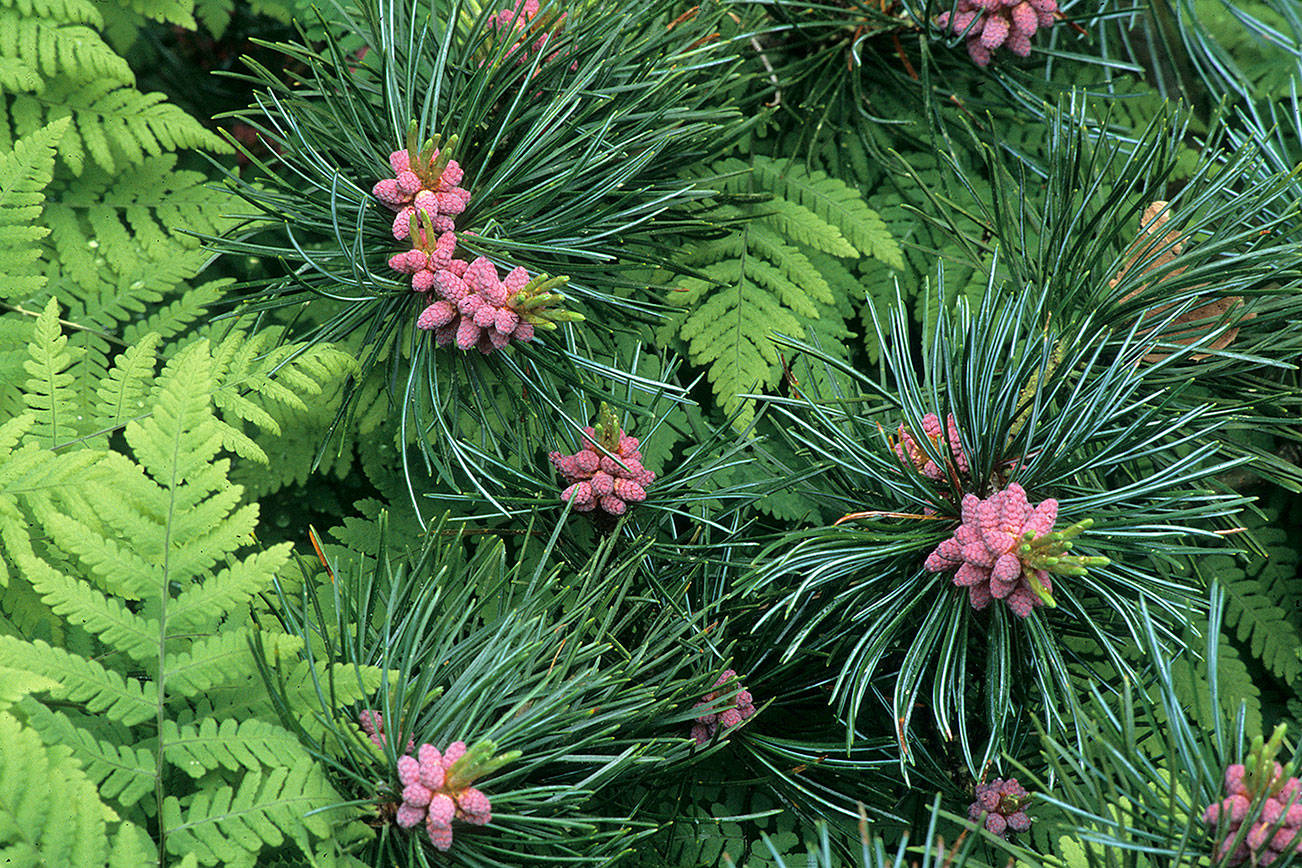 Glauca Group represents blue-needled selections of the Japanese white pine. Each blue needle has a white stripe. (Richie Steffen)