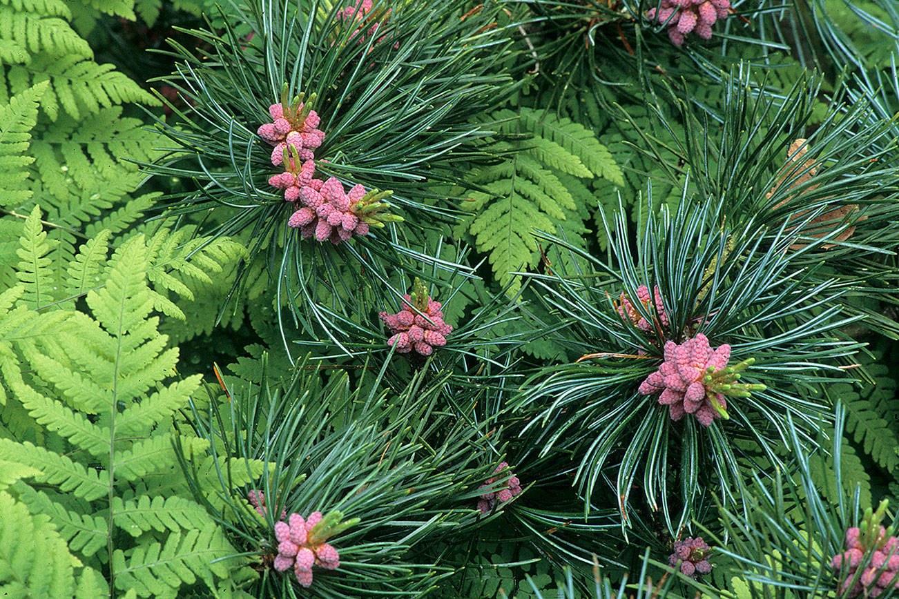 Great Plant Pick: Pinus parviflora, blue-needled Japanese white pine