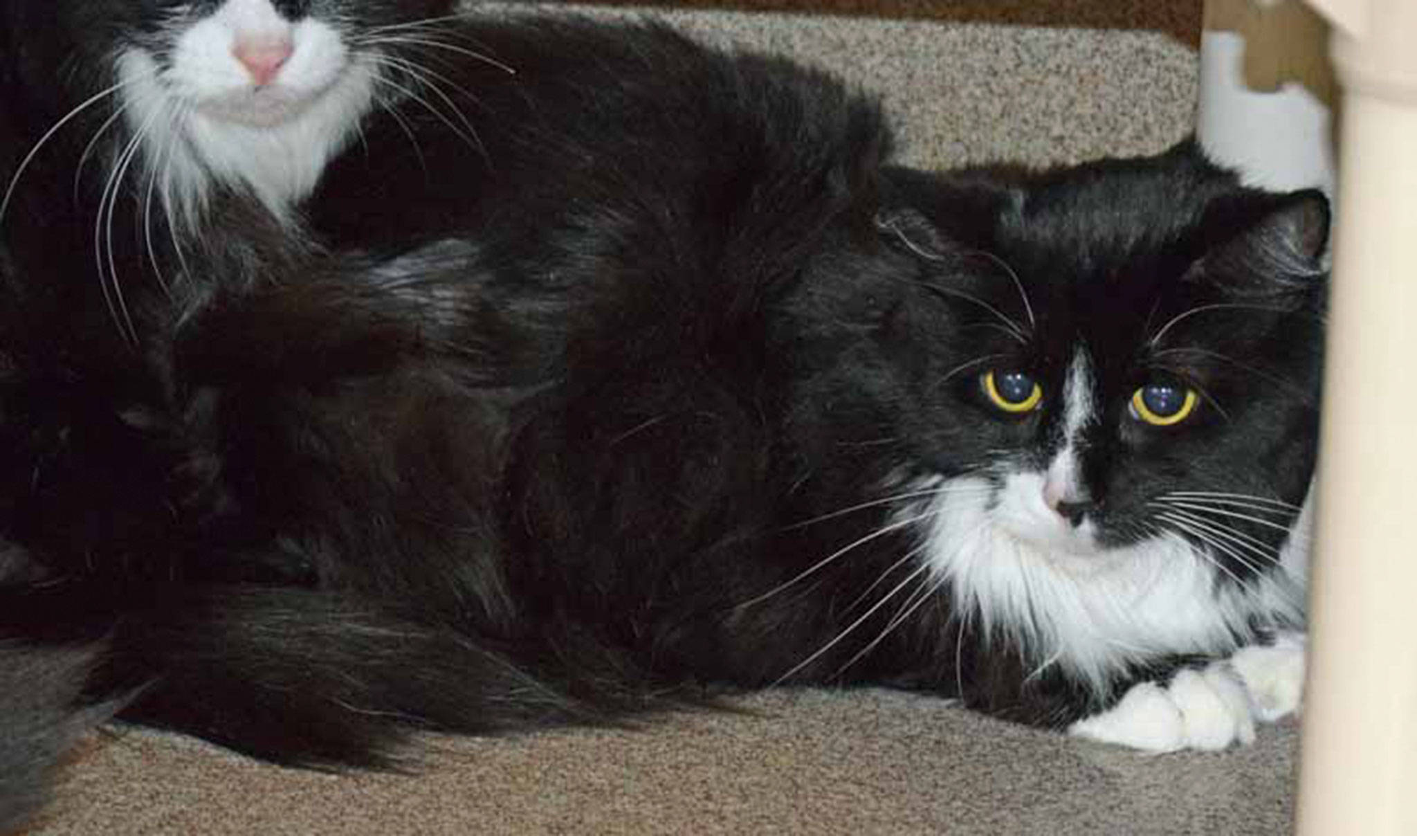 5 year old Angel has lived in a quiet home. She can be scared of fast movements and noises, because of this we are looking for a quiet home for her. Daily brushing will keep her coat glossy and mat free. (Arleigh Movitz/Everett Animal Shelter)
