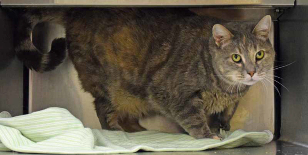 Ariel is a quiet, 5 year old, who is looking for a quiet home to call her own. She has lived with other cats but will still need a proper introduction to any resident cats. (Arleigh Movitz/Everett Animal Shelter)
